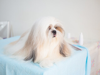 Long-haired Shih Tzu dog on grooming table, Dog well-groomed fur is silky and neatly brushed.