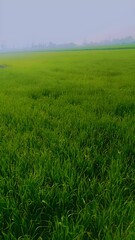 Fototapeta premium green grass and blue sky