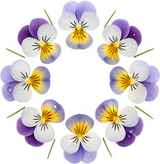 Fototapeta premium Johnny Jump-Up miniature pansy flowers bring vibrant color, charm, and beauty to any garden. 