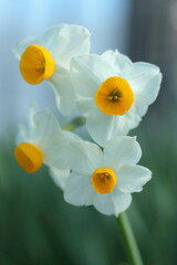 美しく咲くフサザキスイセン