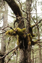 Obraz premium Fluffy soft green moss dangling from and on trees in dense spruce forest Lost Lake Trail in Chugach National Forest Alaska
