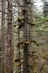 Fluffy soft green moss dangling from and on trees in dense spruce forest Lost Lake Trail in Chugach National Forest Alaska