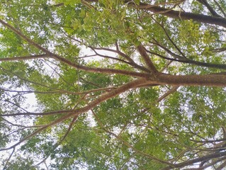 low-angle view of a tree canopy with green leaves and brown branches against a bright sky
