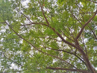 low-angle view of a tree canopy with green leaves and brown branches against a bright sky