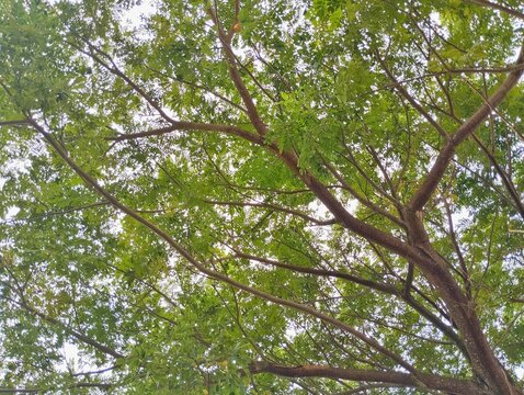 low-angle view of a tree canopy with green leaves and brown branches against a bright sky