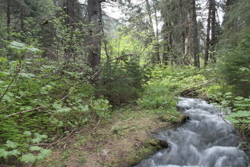 Fototapeta premium Scenic greenery with waterfall and stream of water