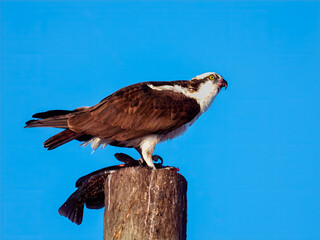 Osprey (Pandion haliaetus) perched on top of a wooden post with catfish just caught