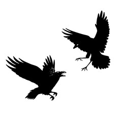 silhouette of a crow in flight