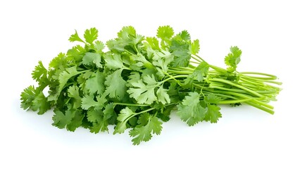 Obraz premium fresh cilantro coriander isolated on white