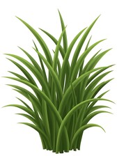 Obraz premium Green Grass Blades Growing in a Clump on White Background