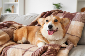 Cute Corgi dog with plaid lying on sofa at home