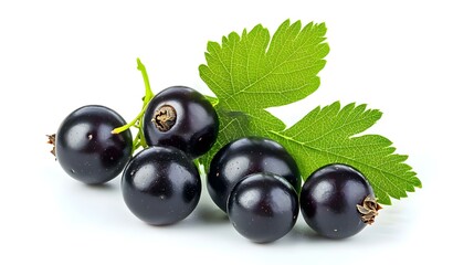 black currant with leaf isolated on white