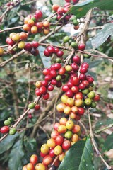 Coffee beans ripening on a tree        