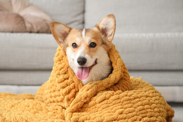 Cute Corgi dog with orange plaid at home, closeup