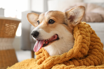 Cute Corgi dog with orange plaid at home, closeup