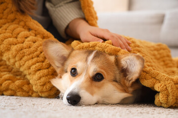 Young woman and Corgi dog with orange plaid on floor at home, closeup