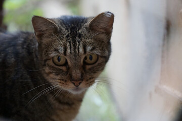 Curious Cat in the Garden