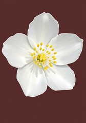 Obraz premium Elegant White Flower Blossom Illustration with Yellow Center on Burgundy Background