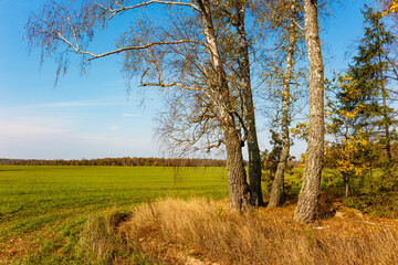 Birches growing on the edge of an agricultural field