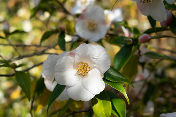 apple tree blossom