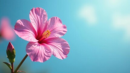 A Delicate Pink Hibiscus Flower Blooming Vibrantly Under a Clear Sky with a Bud