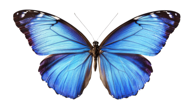 butterfly isolated on white background