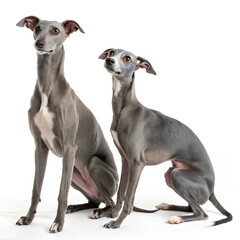 A pair of elegant Italian Greyhounds with sleek, slender bodies and gray coats sitting attentively on a white background, showcasing their graceful appearance.  
