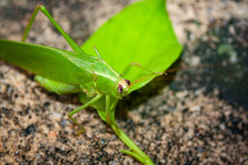 A green grasshopper eating a leaf on the rock. Macro photography