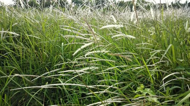 White-flowered weeds blowing in the wind in the fields
