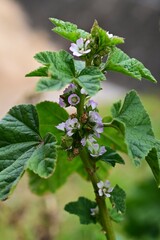 Cheeseweed mallow (Malva parviflora) flowers. Malvaceae annual plants native to Europe. Small pale...