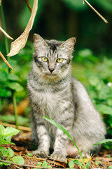 Grey Tabby Cat Sitting in a Natural Green Environment