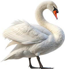Fototapeta premium The mute swan's majestic presence and serene elegance make it an iconic symbol of beauty. 