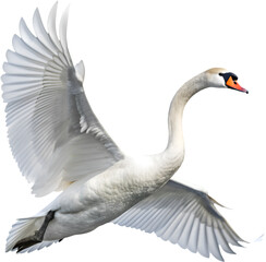Fototapeta premium The mute swan's majestic presence and serene elegance make it an iconic symbol of beauty. 