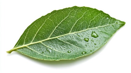 Obraz premium Single Raindrop on Leaf with Gentle Light Background