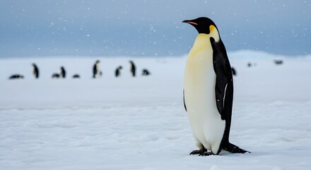 Fototapeta premium Majestic Emperor Penguin Standing on Antarctic Ice in Snowy Landscape