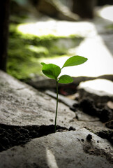 Young tree grows in a garden through the cracked rocks