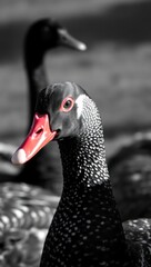Fototapeta premium Beautiful Unique Elegant Exclusive Professional Elegant Artistic High-Quality Unique Creative - Closeup portrait of a Muscovy duck focusing on it Stunning Professional Unique High-Quality Modern