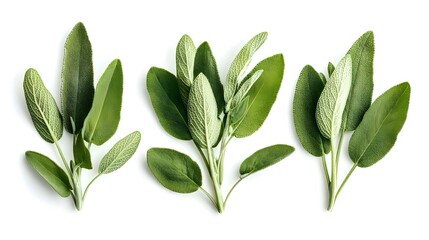 Naklejka premium fresh sage herb isolated on white background