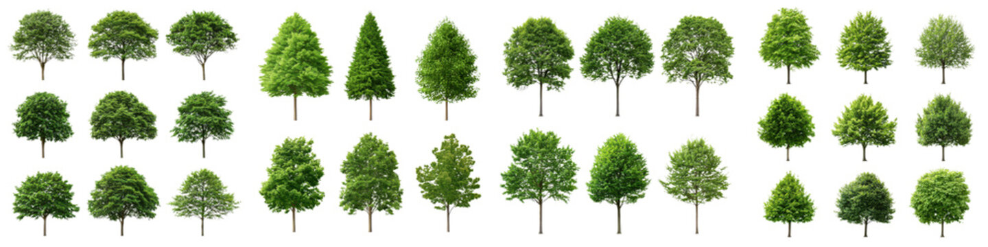 This diverse collection showcases a variety of lush vibrant and thriving trees in their natural outdoor environments  From towering oaks and maples to delicate birches and pines
