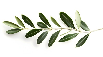 Fresh olive branch leaves isolated on white