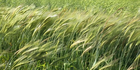 A Lush Wheat Field in the Summertime