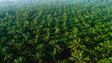A vast expanse of palm trees stretches across the landscape of Chumphon, Thailand, bathed in the soft light of dawn. palm oil plantation drone top view