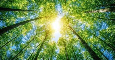 Looking Up at Tall Green Trees with Sunlight Streaming Through Canopy