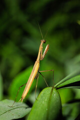 praying mantis on green leaf