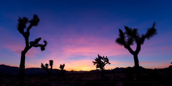 Tall Joshua trees at Joshua tree national park in South West California shot during twilight hours