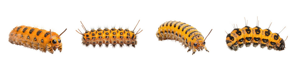 Fototapeta premium A collection of different species of colorful patterned caterpillar larvae crawling on branches leaves and bark in a natural forest or outdoor environment