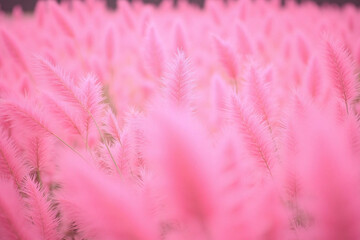 Close up field of pink grass tall slender blades fan like pattern