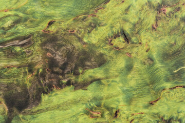 beautiful green background with a wood texture