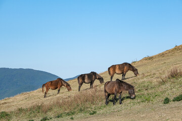 快晴の青空のもと野草を食べる馬