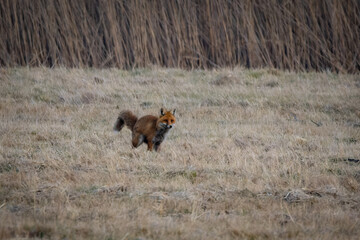 A Red Fox (Vulpes vulpes) relieving itself in a meadow.